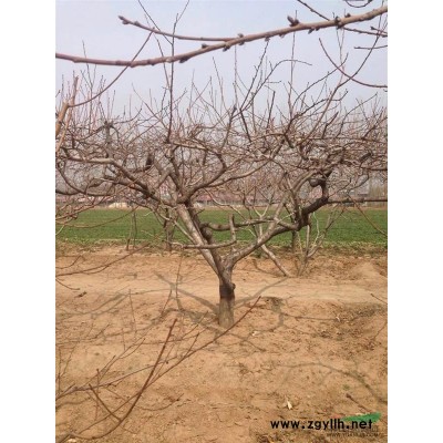 急售:地径8~15公分的桃树80棵,油松,华山松,丛生丁香等