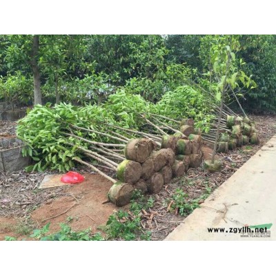 秋枫、黄槐、紫荆等大量出售