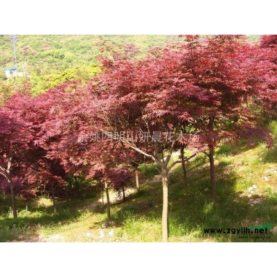 大量供应5到10以上樱花和红枫，海棠。