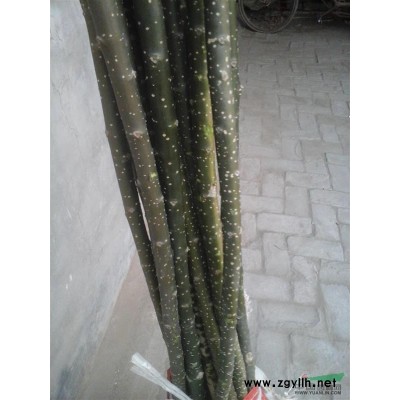 一年生国槐苗米径1-1.5厘米高1-3米合欢苗椿树2-3厘米