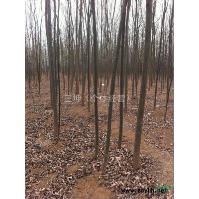 4-9公分速生直柳