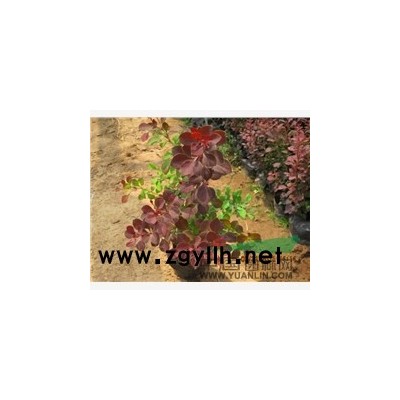 长期出售紫薇，榆叶梅等绿化苗木