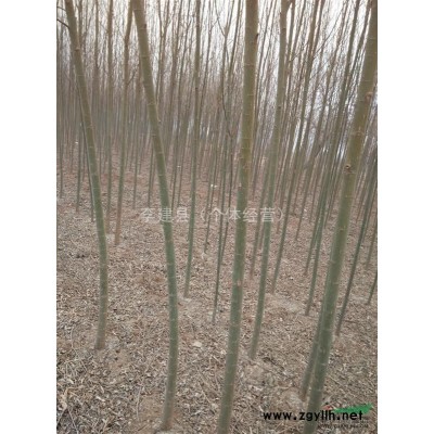 柳树  速成柳  3-7公分   5-6米   1-20万颗