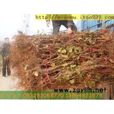 供应占地葡萄树及各种果树