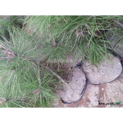 山西西府海棠苗西府海棠苗价格山西西府海棠小苗价格