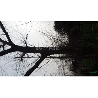 朴树乌桕重阳木常年供应