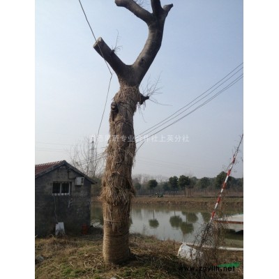 朴树 杭州图片 金华朴树 浙江朴树 绍兴朴树宁波朴树大朴树