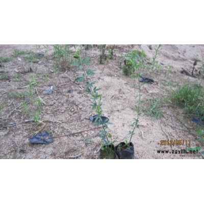 福建翁锦团苗木基地大量供应自然型和球形的红花继木