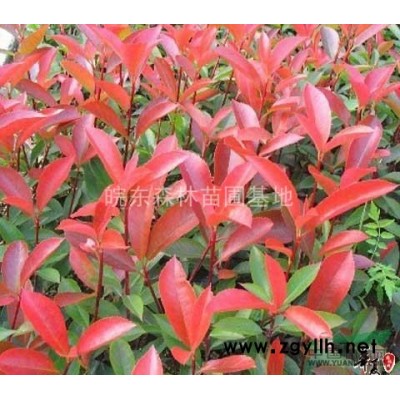 女贞、 全部上车价