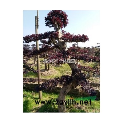 出售20公分红花继木造型古桩