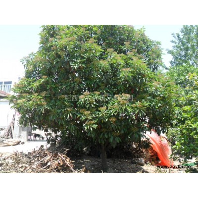 出售鸡爪槭【2公分】10元。【3公分】25元。