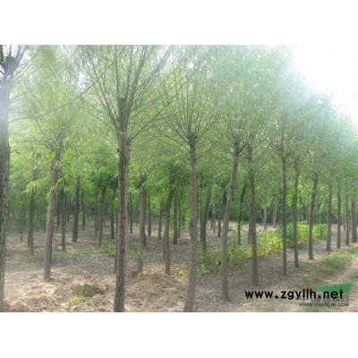 国槐合欢白蜡法桐