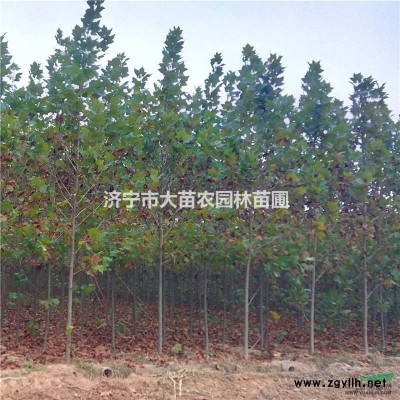 12公分速生法桐。苗农销售，量大优惠！