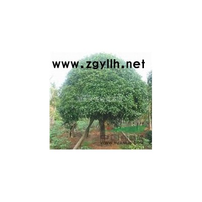 八月桂花遍地开富贵吉祥好运来绿化苗木桂花树批发