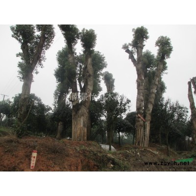 红继木 金叶女贞 金森女贞 金边四季青等各类工程小苗