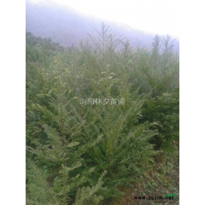 红叶石楠，湖南红叶石楠，红叶石楠树