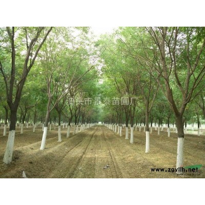 河北省沧州地区大量供应国槐，栾树，白腊