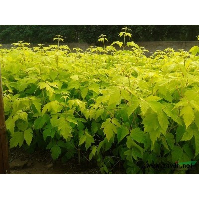 兴安柏，丹东桧柏，紫叶绸李，金叶复叶槭，蓝叶忍冬，金山金焰，