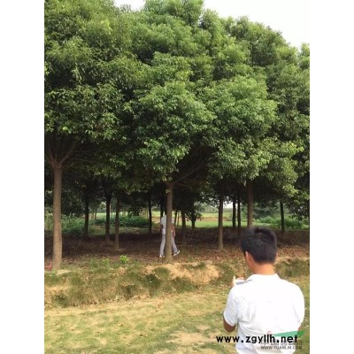 江苏地区供应8—16栾树