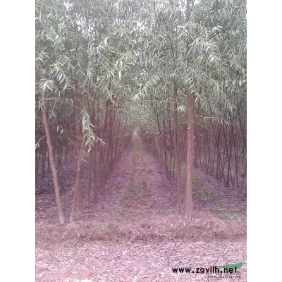 竹柳图片