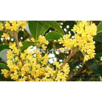 供应四川5公分桂花，6公分桂花