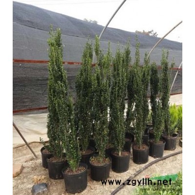 直立冬青2图片\直立冬青2报价