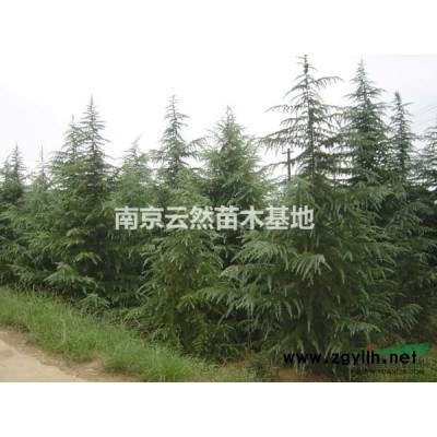 2015秋冬雪松特卖，4米180,5米390,6米530