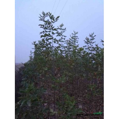 供应白蜡、速生白蜡、国槐、速生国槐、北栾、竹柳、金丝柳