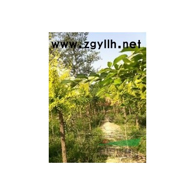 秋季报价已经出炉哦，重瓣榆叶梅，各种树种欢迎询价选购