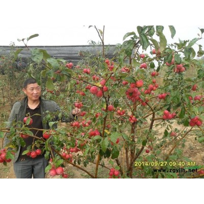 烟台红雪龙行情报价\烟台红雪龙图片展示