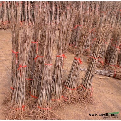 金桂八月树精品树苗1米高以上