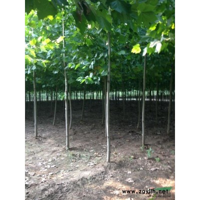 山东德州供应法桐