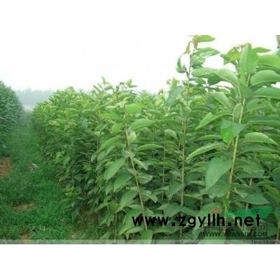 山东日照供应小龙柏