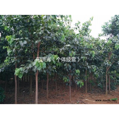 大量供应菩提榕