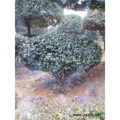 供应各种规格茶花