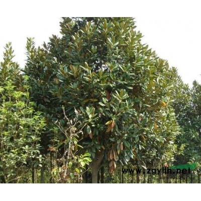 杜鹃花批发 杜鹃插扦育苗就在长沙杜鹃世家苗木基地