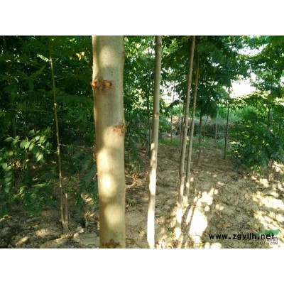 湖北随州地区现低价出售黄山栾树规格3-12公分，