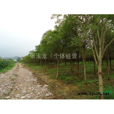 红叶李、大叶女贞、香樟、朴树、杜樱、乌桕、广玉兰、桂花等