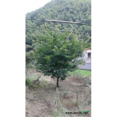 浙江日本红枫信息