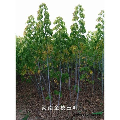 3-5公分北美枫香