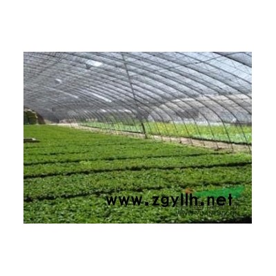 *大的辣椒苗供应厂家/辣椒苗的培育方法