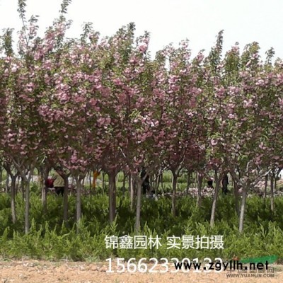 常年低价供应 紫叶李5-8公分杆直，冠大