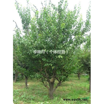 大规格丰后梅花