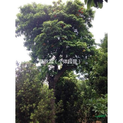 销售假植萍婆大树、木棉大树等