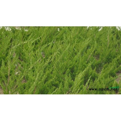 径20以上小龙柏6万棵