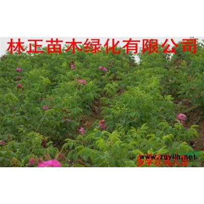 黄刺玫、多季刺玫、冷香玫瑰