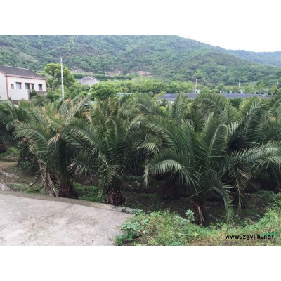 舟山加拿利海枣出售