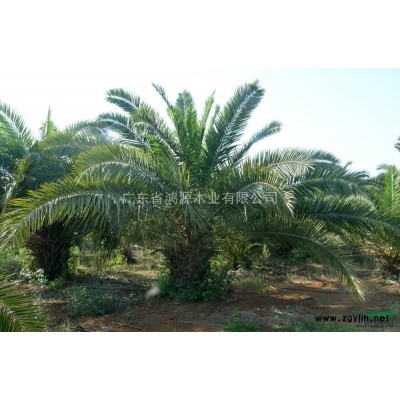 长期供应大肚木棉，佛肚树