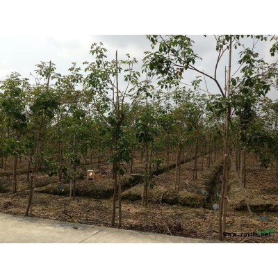 广东供应各类小苗