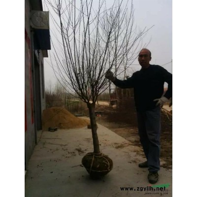 江苏沭阳大量供应大花榆叶梅美人梅等